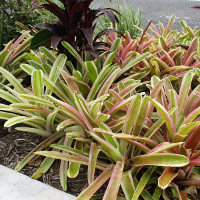 bromeliads in the landscape