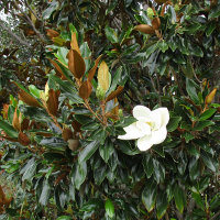 Magnolia grandiflora cultivar