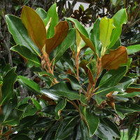 Magnolia grandiflora cultivar