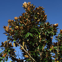 Magnolia grandiflora cultivar