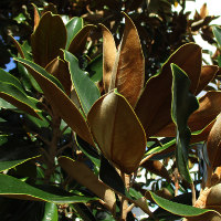 Magnolia grandiflora cultivar