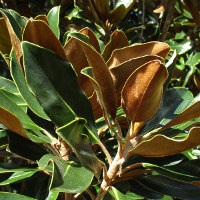 Magnolia grandiflora cultivar