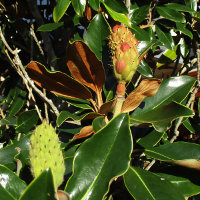 Magnolia grandiflora cultivar