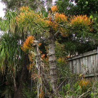  firesticks Euphorbia tirucalli