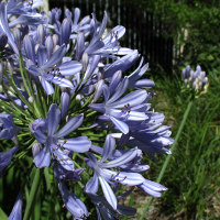 agapanthus seed head