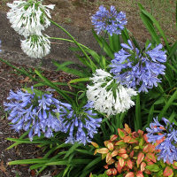agapanthus in the landscape