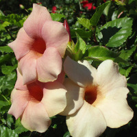 Allamanda possibly Jamaican Sunset