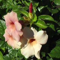 Allamanda possibly Jamaican Sunset