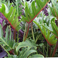 philodendron xanadu