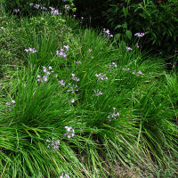 Tulbaghia violacea