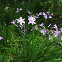 Tulbaghia violacea