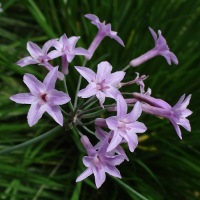 Tulbaghia violacea