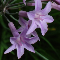 Tulbaghia violacea