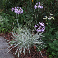 Tulbaghia violacea