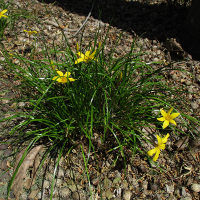 yellow Zephyranthes