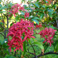 Carphalea kirondron Flaming Beauty - Queensland Gardening Pages