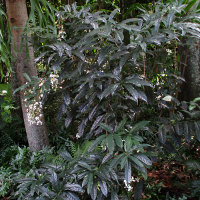 Clerodendrum laevifolium syn C. wallichii and C. nutans