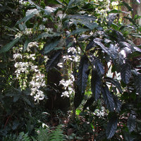 Clerodendrum laevifolium syn C. wallichii and C. nutans