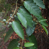 Apocissus antarctica  syn Cissus antarctica