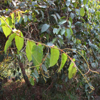 Apocissus antarctica  syn Cissus antarctica