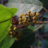 Apocissus antarctica  syn Cissus antarctica