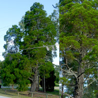 probably Bribie Island Pine - Callitris columellaris