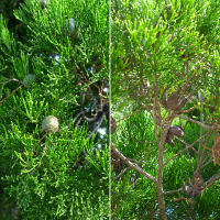 probably Bribie Island Pine - Callitris columellaris