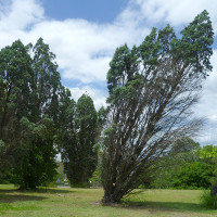 unidentified conifer