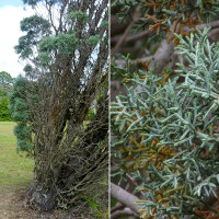 unidentified conifer