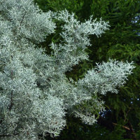 unidentified conifer