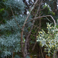 unidentified conifer