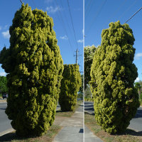 unidentified conifer