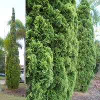 unidentified conifer