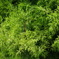 unidentified conifer