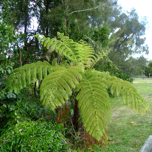 Tree ferns (Cyathea australis, cooperi etc) - Australian Native Plants