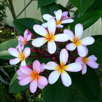 Frangipani (Plumeria) - Queensland Gardening Pages - Plants, gardens ...