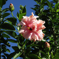 unidentified Hibiscus cultivar