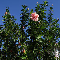 unidentified Hibiscus cultivar
