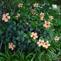 unidentified Hibiscus cultivar