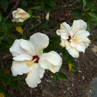 unidentified Hibiscus cultivar