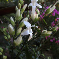 Whitfieldia elongata White Candles