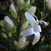 Whitfieldia elongata White Candles