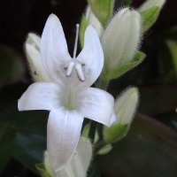 Whitfieldia elongata White Candles