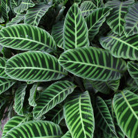 Goeppertia zebrina syn Calathea zebrina