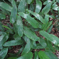 Unidentified species possibly Ctenanthe compressa
