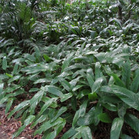 Unidentified species possibly Ctenanthe compressa