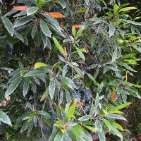 Blueberry Ash Elaeocarpus reticulatus
