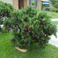 Callistemon little_john