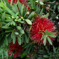 Callistemon little_john