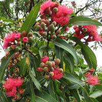 Corymbia ptychocarpa